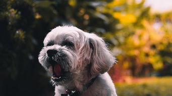 狂欢拐点，Doge币（狗狗币）2021年5月9日行情深度分析