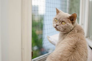 「虚拟猫币多少钱一盒啊」，藏在猫咪经济里的新玩法