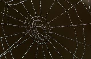 拆解OYI币种的核心优质性，Web3浪潮里的原生价值潜力