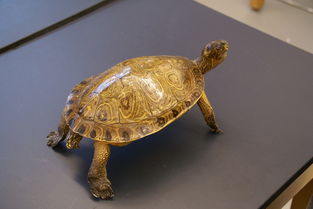 荒诞的生物学，沙币为什么是一种动物