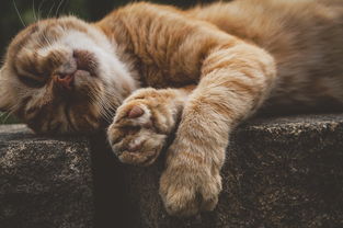 猫咪IP破圈，盘点Oyi平台中以猫咪命名的热门币种