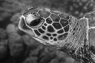 生物观察有一种生物叫沙币