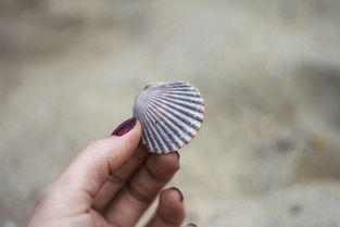 有一种动物叫沙币，沙滩上的神秘海洋银币