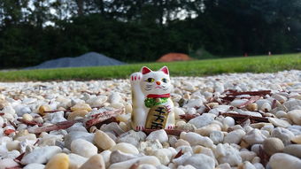 沙币是一种动物吧？——是的，你没看错，它真的是一种动物！